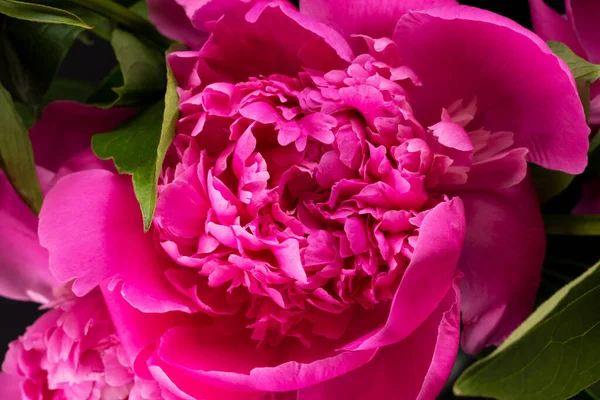 Rosa Pion Närbild Blomkortsdesign Selektiv Inriktning — Stockfoto