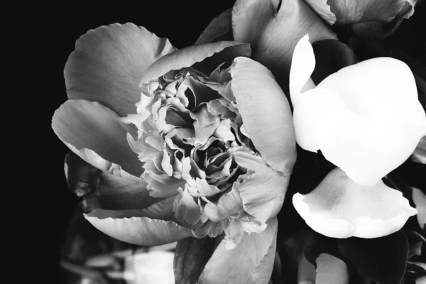 อดอกไม สวยงามของดอกโบต ายขาวด ตรดอกไม ออกแบบโปสเตอร อกโฟก — ภาพถ่ายสต็อก