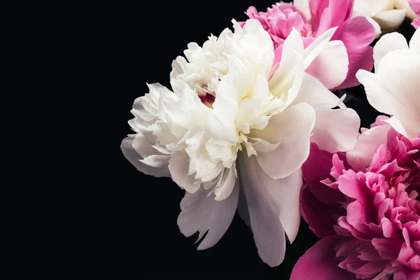 Siyah arka planda yemyeşil pembe ve beyaz şakayıklar. Çiçekli kart tasarımı. Seçici odak