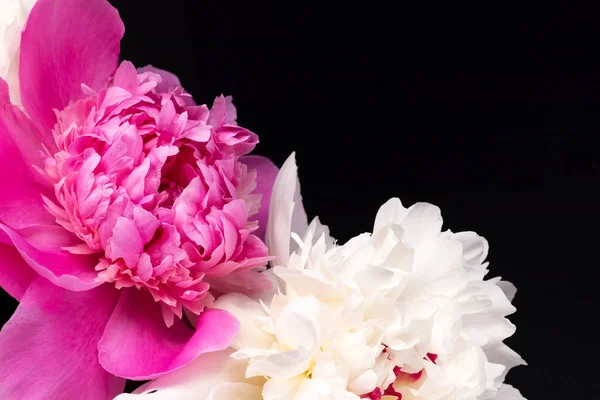 Buquê de peônias rosa e branco — Fotografia de Stock