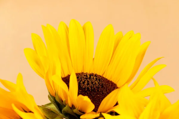 Bouquet Yellow Sunflowers Closeup — Stock Photo, Image