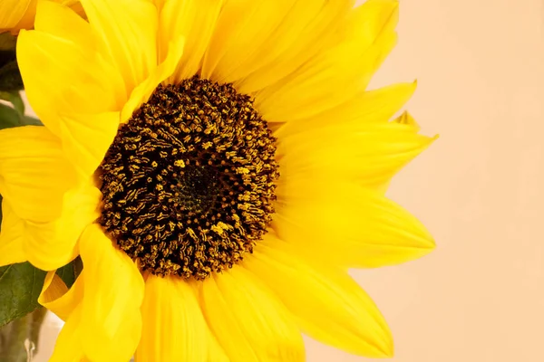 Beautiful yellow sunflower closeup — Stock Photo, Image
