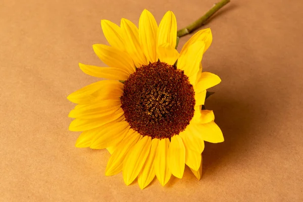 One Yellow Sunflower Background Craft Paper — Stock Photo, Image