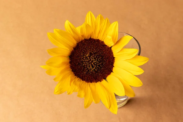 One Yellow Sunflower Background Craft Paper — Stock Photo, Image