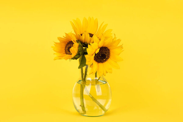Bouquet of yellow sunflowers in a glass vase on yellow background