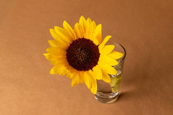 One Yellow Sunflower Background Craft Paper — Stock Photo, Image