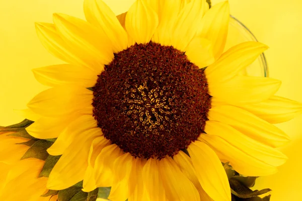Bouquet Yellow Sunflowers Glass Vase Closeup — Stock Photo, Image
