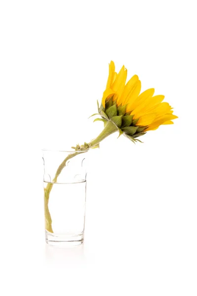 One Yellow Sunflower Isolated White Background — Stock Photo, Image