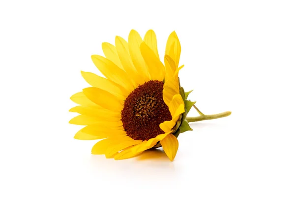 One Yellow Sunflower Isolated White Background — Stock Photo, Image