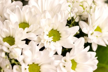 Bouquet of white chamomile chrysanthemums closeup background. Gift flowers for the holiday