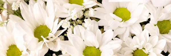 Bouquet White Chamomile Chrysanthemums Closeup Background Banner Copy Space Wide — Stock fotografie