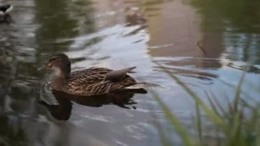 Kahverengi tüylü dişi nehir yaban ördeği gölette yüzüyor, video yakın çekim. Dişi yaban ördeği