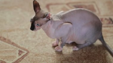 Şirin kedi cins Kanadalı Sphynx yerde oturur ve etrafa bakar. Siyah Burunlu Sevimli Kanada Sphynx Hafif Rengi.