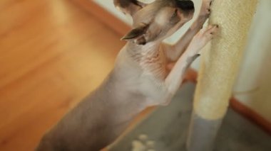 Kanadalı Sphynx tırmalama tahtası hakkında pençelerini biler. Kanadalı mavi gözlü Sphynx tırmalama direğinde pençelerini biler.