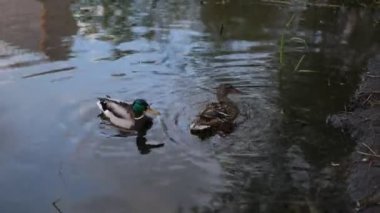 Yaban ördeği dişisi ve erkek gölette yüzer, video yakın plan. Dişi ve erkek vahşi nehir ördeği yaklaşır