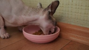Kedi, Kanada sfenks açık renkli, siyah burunlu, kapalı alanda pembe kaseden kuru yiyecekler yiyor. Kanada Sphynx 'i Pembe Kâse' den kuru yiyecek yiyor. Dost Canlısı Evcil