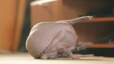 Kanada Sphynx cinsinden şirin bir kedi yerde oturur ve kuyruğunu yalar. Siyah burunlu, açık renkli şirin bir Kanada Sphynx 'i yerde otururken kuyruğunu yalıyor. evcil.