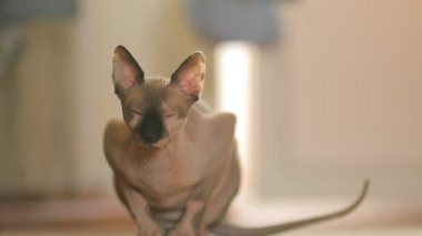 Şirin kedi cins Kanadalı Sphynx yerde oturur ve etrafa bakar. Siyah Burunlu Sevimli Kanada Sphynx Hafif Rengi.