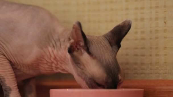 猫在室内用粉红碗在地板上吃干食物 加拿大Sphynx吃粉红碗的干粮 友善的宠物 — 图库视频影像