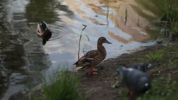 野鸭雌雄在池塘里游泳 视频特写 雌性和雄性野生河鸭靠拢 — 图库视频影像