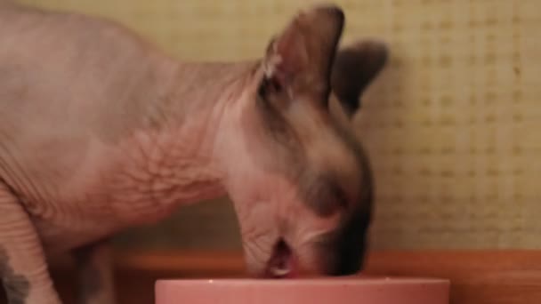 猫在室内用粉红碗在地板上吃干食物 加拿大Sphynx吃粉红碗的干粮 友善的宠物 — 图库视频影像