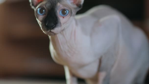 Uma Raça Gato Bonito Cor Esfinge Luz Canadense Com Olhos — Vídeo de Stock