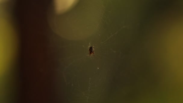 Ευρωπαϊκή αράχνη στον κήπο κυνηγάει στο κέντρο του ιστού αράχνες. Araneus diadematus. — Αρχείο Βίντεο