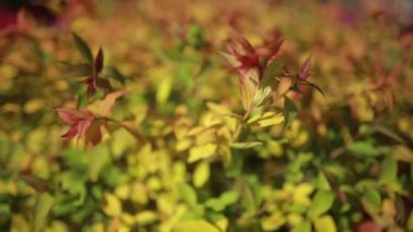 Sonbahar otları rüzgarda sallanıyor.