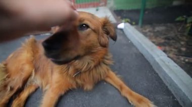 Evsiz bir sokak köpeğini okşayan bir adam. Kahverengi, birinci şahıs manzaralı.