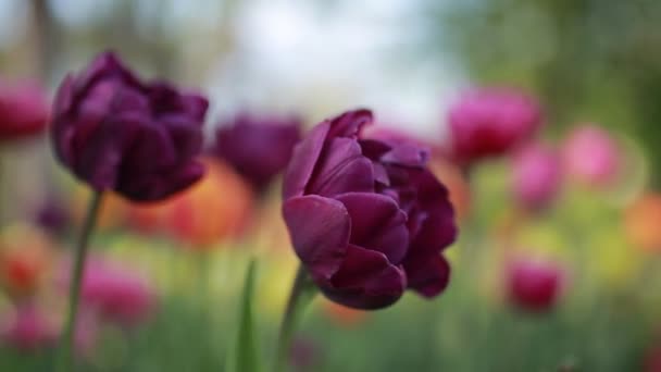 Růžový tulipán v záhonu, detailní záběr — Stock video