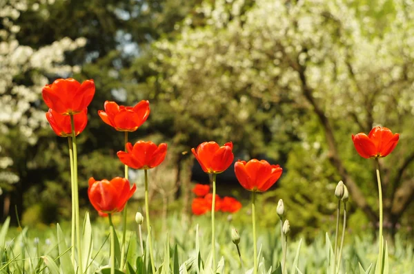 Bahçedeki çiçekler