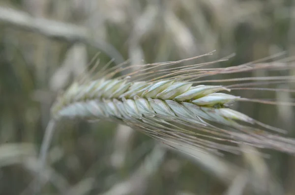 Weizenfeld — Stockfoto