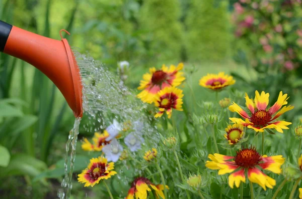 Bahçedeki çiçekleri sulamak