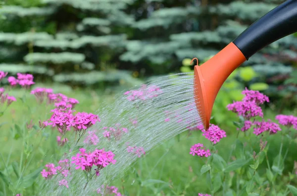 Riego de flores en el jardín — Foto de Stock