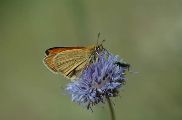 Бабочка на цветке в саду — стоковое фото