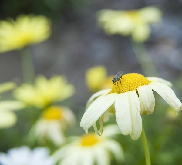 Mucha siedzi na kwiaty w ogrodzie — Zdjęcie stockowe