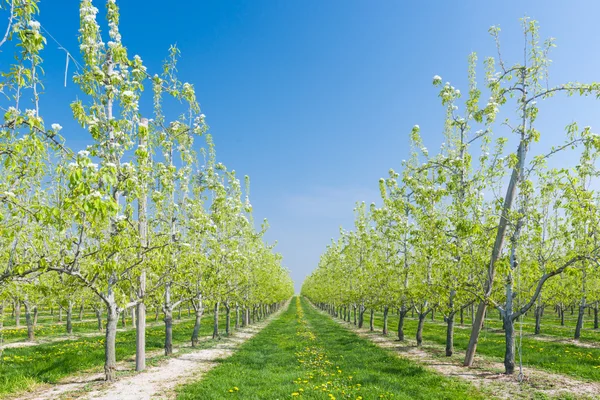 çiçek meyve ağaçları