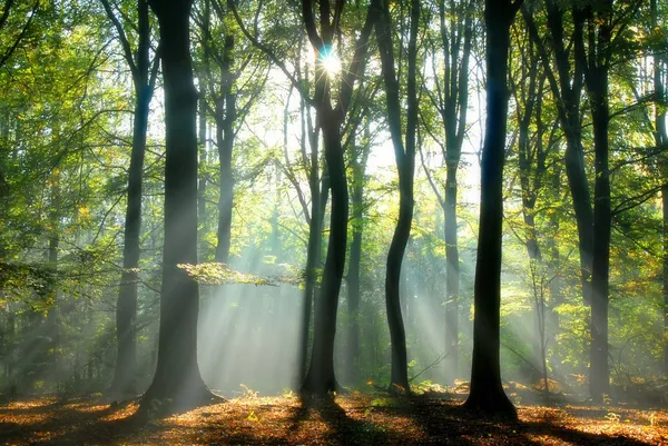 Travi di luce si riversano tra gli alberi — Foto Stock