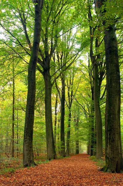 Cesta svěžím lesem — Stock fotografie