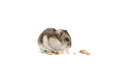 izole hamster