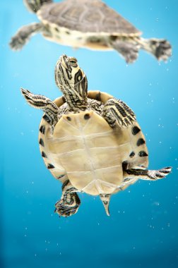 Yellow-Bellied Slider clipart
