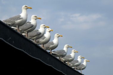 Martılar sığ dof doğrultusunda