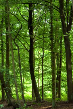 dense green forest clipart