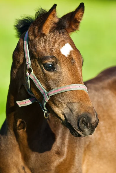 Portret van een paard — Stockfoto