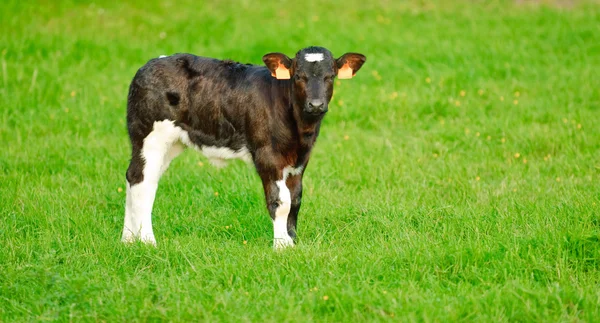 Kalv med grön bakgrund — Stockfoto