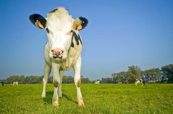 Flaman inek alanında