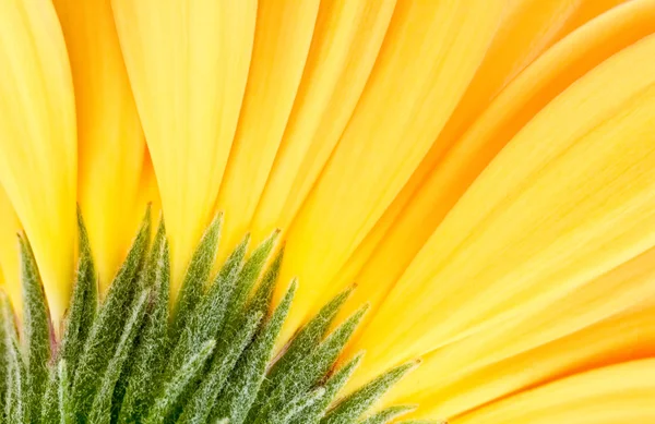 Back of flower — Stock Photo, Image