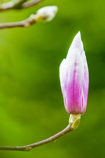 Magnolie in voller Blüte — Stockfoto