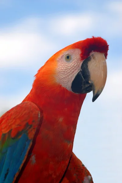 Close-up of a red macaw — Stock Photo, Image