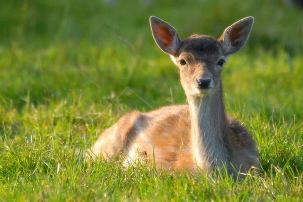 Blurred shot of a deer in the grass — Stock Photo, Image